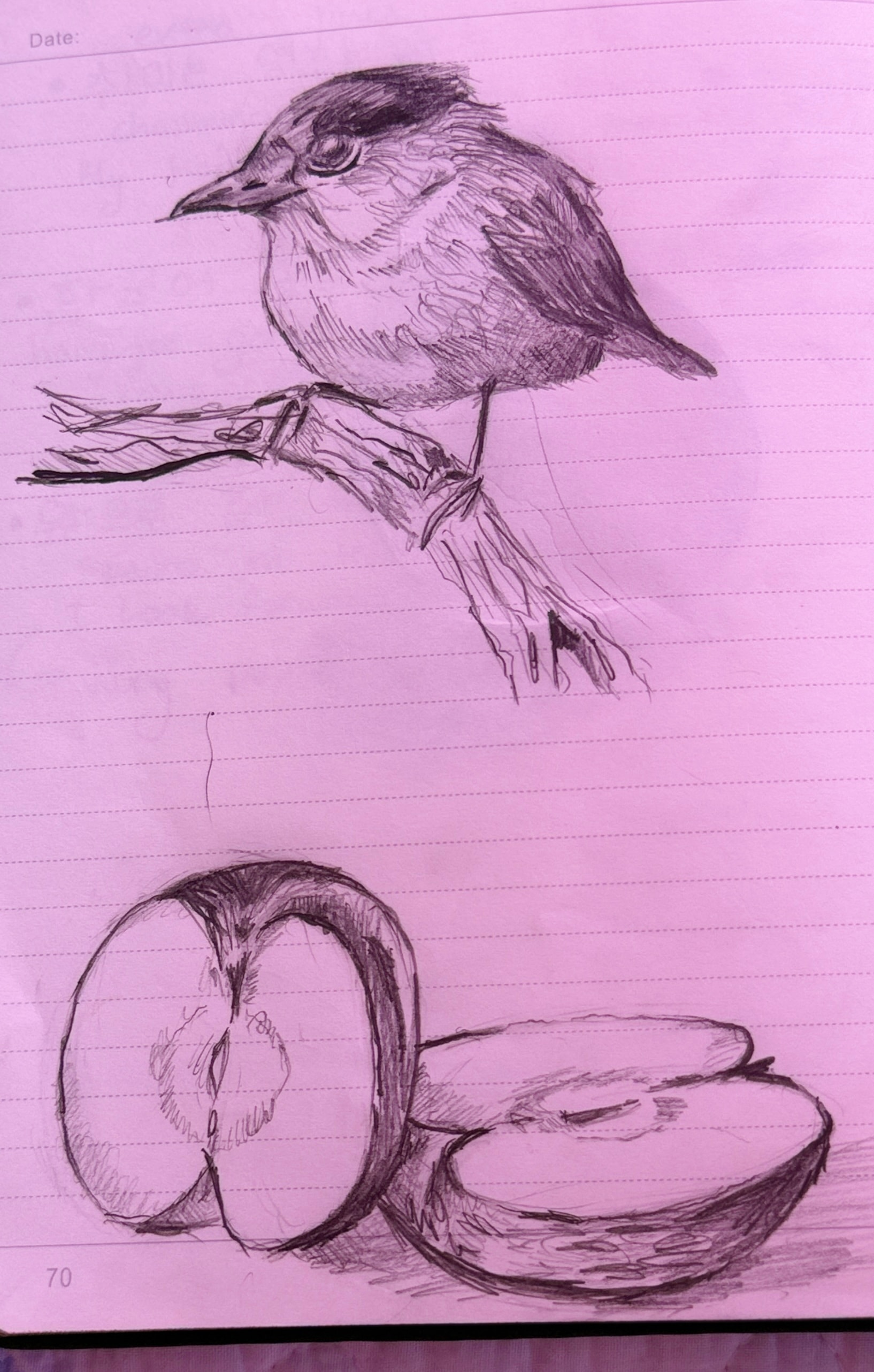Bird & Fruit Study