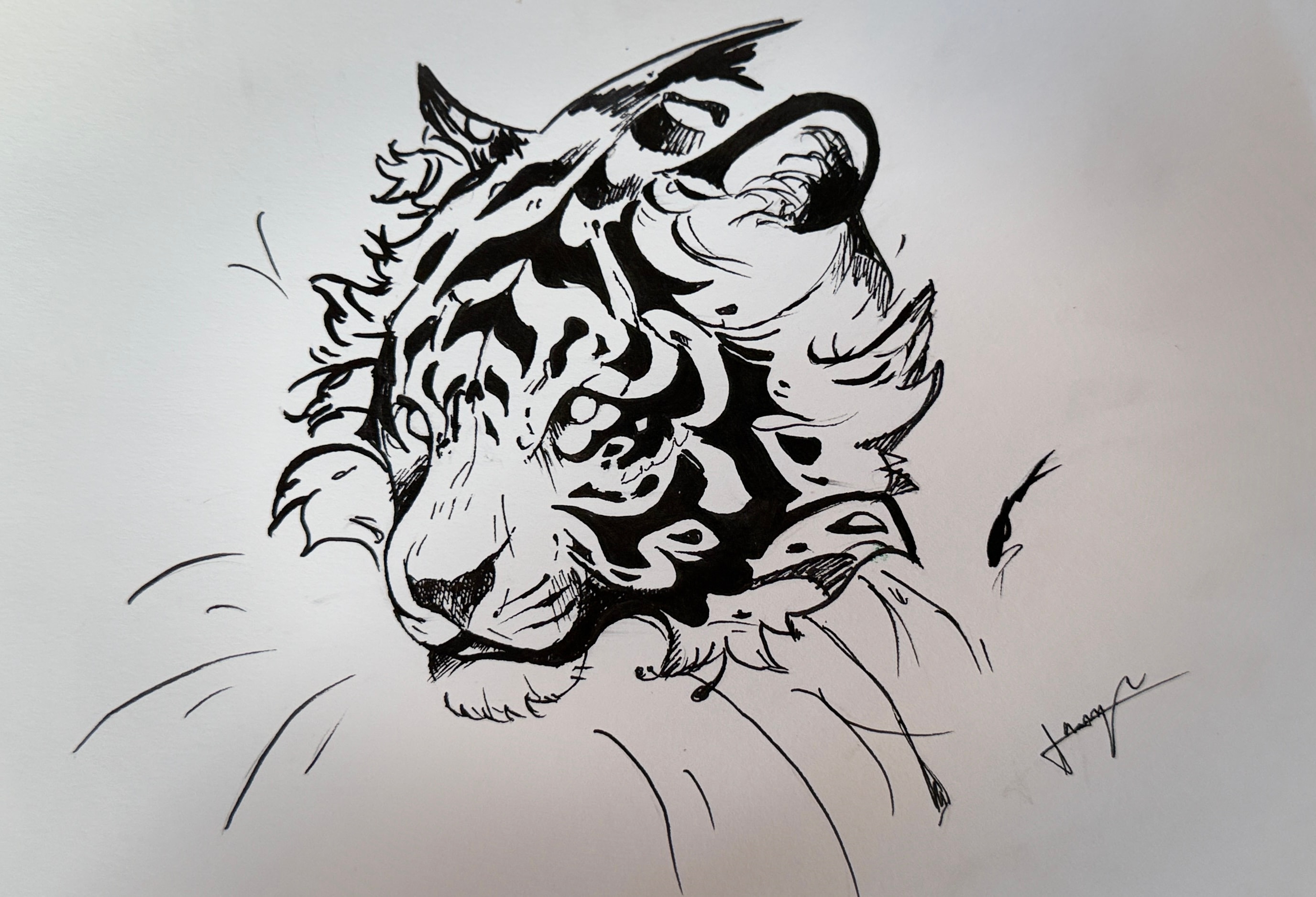 Tiger Ink Sketch